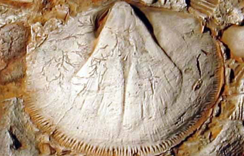 Platyorthis circularis taunica