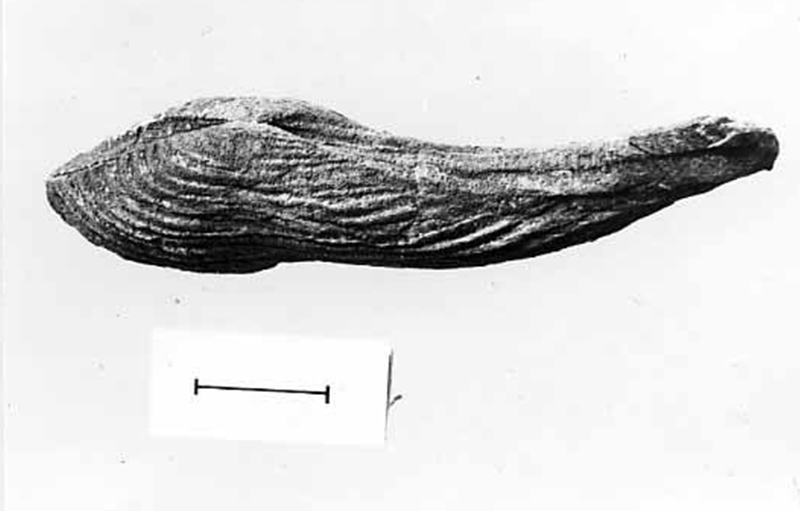 Leptodomus acutirostri
